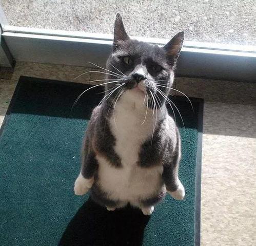 微微猫吃瓜,揭秘娱乐圈幕后故事