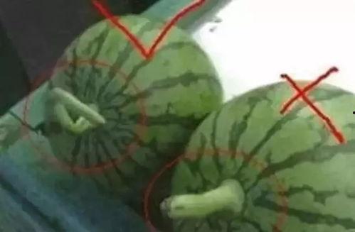 瓜哥带你吃瓜最后一集,最后一集精彩回顾，揭秘娱乐圈幕后真相