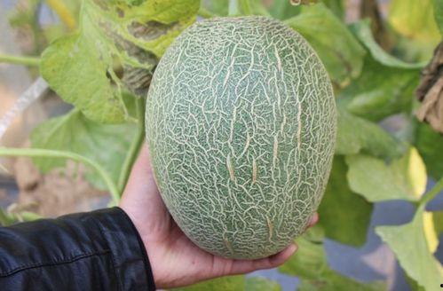 吃哈密瓜小哈密瓜,探寻哈密瓜的独特魅力