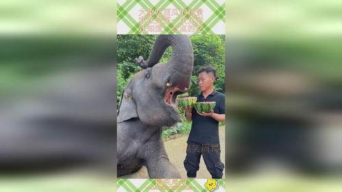 吃瓜大象吃瓜的故事,吃瓜大象的奇妙瓜界冒险