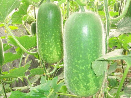 包黑天吃大瓜,揭秘吃大瓜的欢乐时光